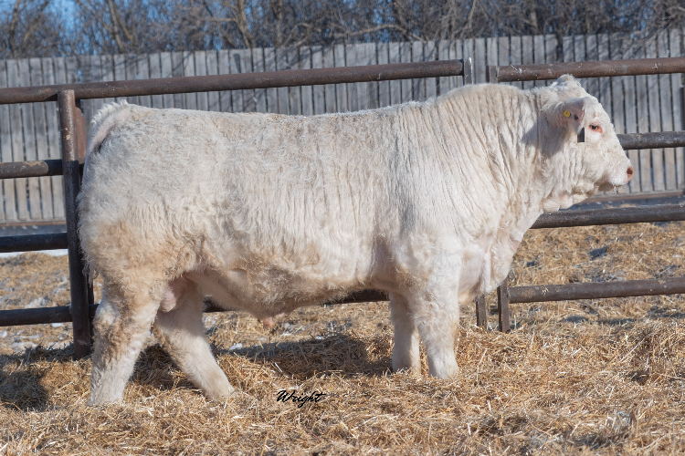 bull